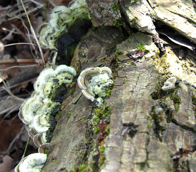 tanti funghi